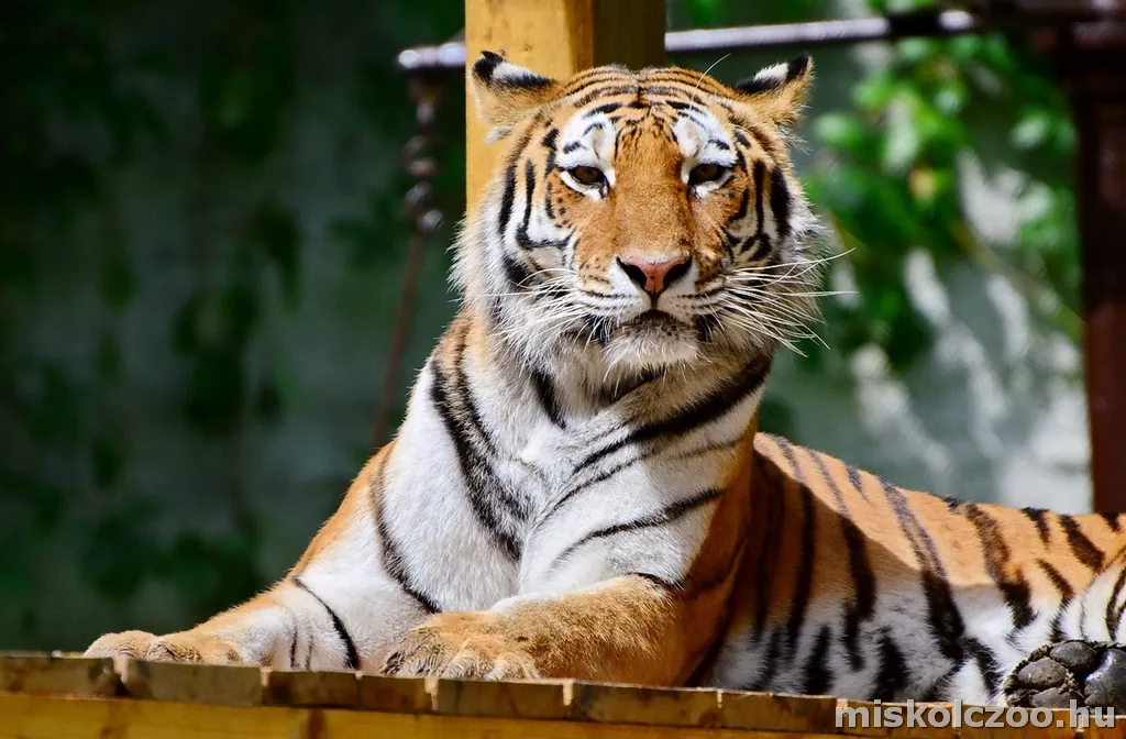 Tigris a Miskolci Állatkertben